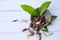 01 Elater iospermum tapas Blume, Euphorbiaceae Dashed on an antique white wooden floor