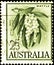 02 11 2020 Divmoe Stavropol Territory Russia the postage stamp Australia 1959-1960 Flowers Acacia melanoxylon