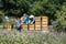 05.07.2017 Koblenz Germany - Beekeeper teaching Kids in hive watching bees. Bees on honeycombs. Frames of a bee hive