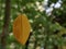 0514_yellow autumn leaf levitating in the air on a spider thread