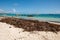 07.24.2022. Dominican Republic Bavaro Punta cana provinces La Altagracia. Seaweed on the beach. Algae sargassum