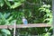 1 bird perched on a tree in a tropical forest, selectable focus blue feathered bird.