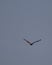 1 bird in the tropical forest flying in the outdoor sky selective focus good nature