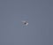 1 bird in the tropical forest flying in the outdoor sky selective focus good nature