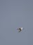 1 bird in the tropical forest flying in the outdoor sky selective focus good nature