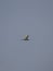 1 bird in the tropical forest flying in the outdoor sky selective focus good nature