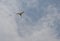 1 bird in the tropical forest flying in the outdoor sky selective focus good nature