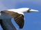 1 Caribbean Booby gull flying very close