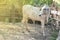 1 cow, in the enclosure, pet of government projects, help farmers.