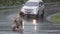 1 dog sat on the road on a rainy day on Doi Suthep, Chiang Mai Province,