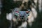 1 - Drone quadcopter hovering in front of trees  blurred background