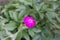 1 fuchsia colored flowers of Silene coronaria