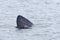 1 - Left to right basking shark dorsal fin, emerging from the sea