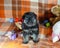 1 month old dog with toys