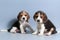 1 month pure breed beagle Puppy