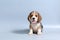 1 month pure breed beagle Puppy