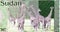 1 Pounds banknote. Bank of South Sudan. Fragment: Landscape views of savannah with giraffas