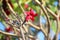 1 Red plumeria or frangipani flower on leafless tree branches