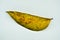 1 strand of leaf mahonicoklat