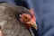 1 - Super close up macro portrait of pet grey pekin bantam chicken
