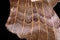 1 - Super macro, poplar hawk moth wing, abstract background texture