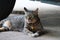 1 tiger tabby lying on cement floor, close-up picture, cuteness of pet cat