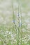 1 - Vertical image of wild common chicory in a meadow