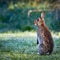 1 Wild common rabbit (Oryctolagus cuniculus) sitting on hind in a meadow surrounded by grass and dew