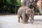 1 year baby Asian elephant with mother