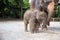 1 year baby Asian elephant with mother