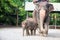 1 year baby Asian elephant with mother