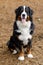 1-Year-Old Bernese Mountain Dog Male Puppy