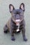 1-Year-Old black brindle female Frenchie sitting and panting