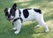 1-Year-Old Black and White Piebald Male Frenchie with One Floppy Ear