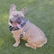 1-Year-Old Blue Fawn Male Frenchie Looking Back Panting