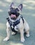 1-Year-Old Fawn Male French Bulldog Puppy Sticking Out Tongue and Looking Up