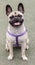 1-Year-Old Frug puppy female, a cross between French Bulldog and Pug