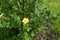 1 yellow flower of Dasiphora fruticosa in May