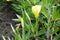 1 yellow flower of Oenothera macrocarpa in June