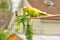 1 yellow and green budgie Melopsittacus undulatus, in outdoor aviary