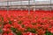 10,000 Red Poinsettia Flowers