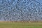 10.000 starlings murmuration flock