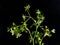 10 Aug 2019 green PARSLEY PLANT PODS on black background kalya