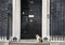 10 Downing Street Chief Mouser cat