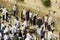 10 May 2018 Jewish men in prayer shawls and phylacteries pray fervently toward the traditional holy place at the western wall i