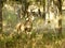 10 point buck standing at attention