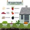 10 super foods can grow in backyard, infographic food vector