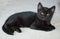 10-week -old Black Kitten on Blanket