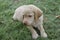 10 week old Labrador puppy sitting in a home grass.