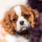 10 weeks old cavalier king charles spaniel